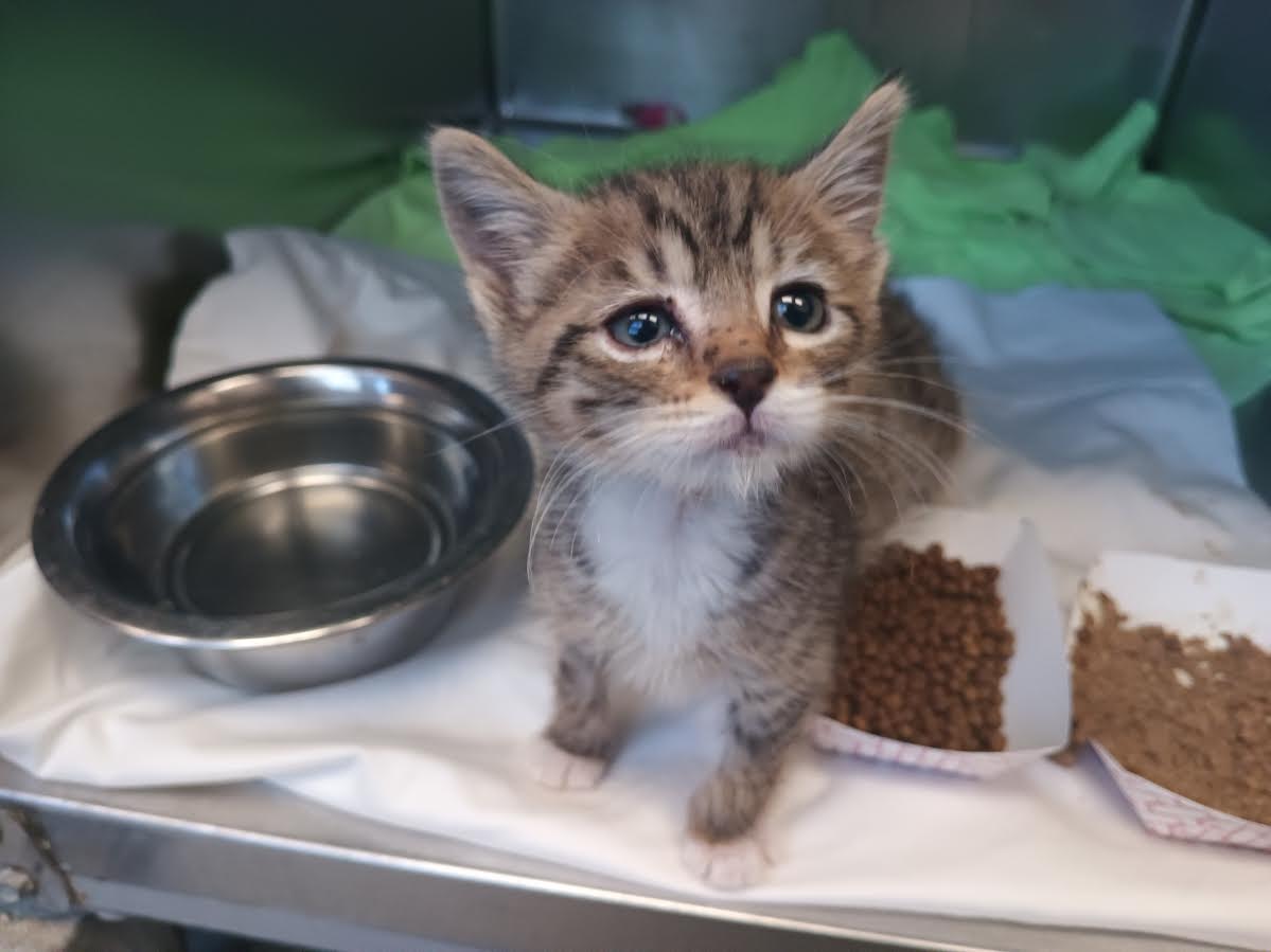 adoptable Cat in Las Vegas, NV named *KYLE