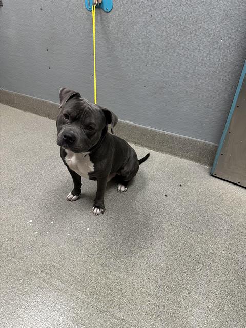 adoptable Dog in Las Vegas, NV named KAPONE