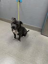 adoptable Dog in , NV named KAPONE