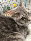 adoptable Cat in , NV named *CAMERON