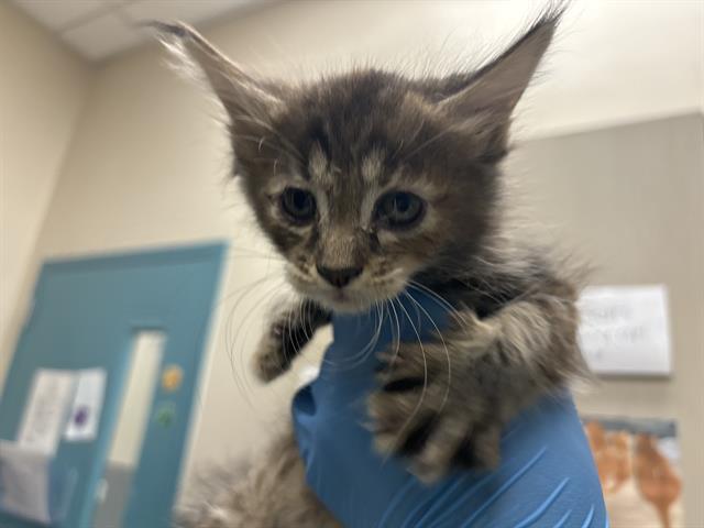 adoptable Cat in Las Vegas, NV named *COTTON