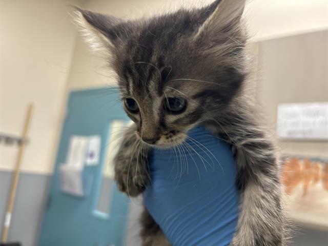 adoptable Cat in Las Vegas, NV named *TRUFFLES