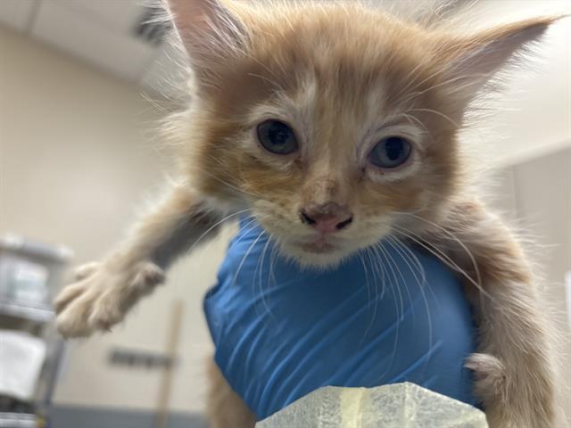 adoptable Cat in Las Vegas, NV named *BEETLEJUICE