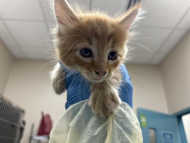 adoptable Cat in Las Vegas, NV named *BOB