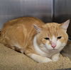 adoptable Cat in , NV named *MANNY