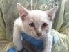 adoptable Cat in , NV named *JASON