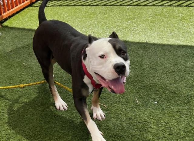 adoptable Dog in Las Vegas, NV named *EASTON