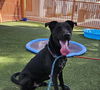 adoptable Dog in Las Vegas, NV named ROCKY