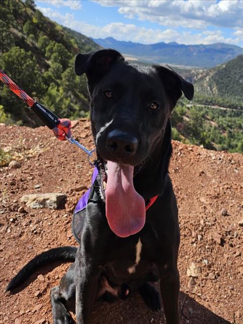 adoptable Dog in Las Vegas, NV named ROCKY