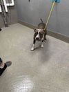 adoptable Dog in Las Vegas, NV named *SYBILL