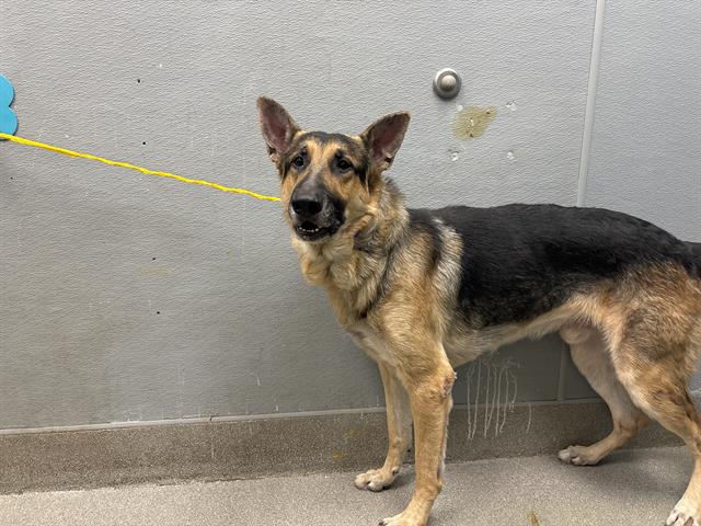 adoptable Dog in Las Vegas, NV named *HUNTER