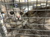 adoptable Cat in , NV named BOOGIE