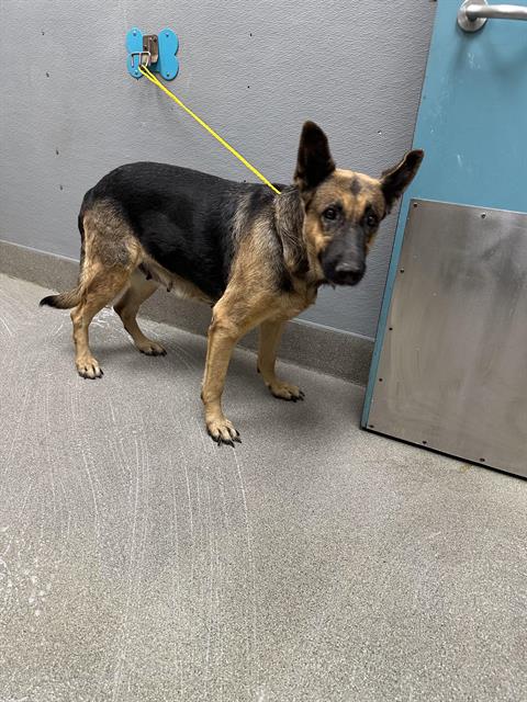 adoptable Dog in Las Vegas, NV named *ROSIE