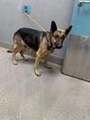 adoptable Dog in , NV named *ROSIE