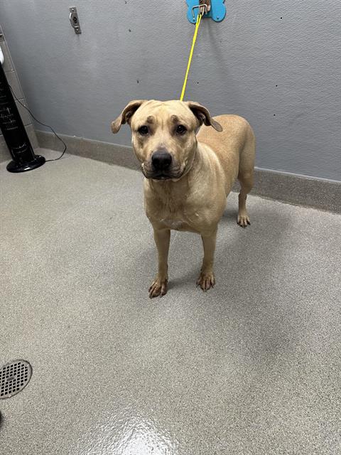 adoptable Dog in Las Vegas, NV named MEDUSA