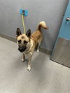 adoptable Dog in Las Vegas, NV named *JENNY