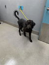 adoptable Dog in Las Vegas, NV named *BRIAN GRIFFIN