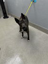 adoptable Dog in Las Vegas, NV named *JUNE BUG