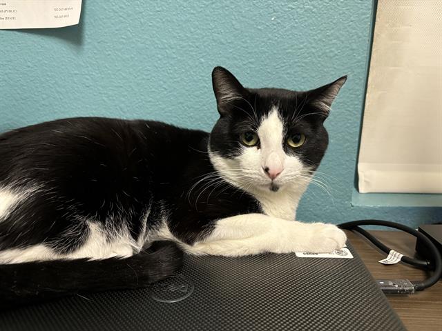 adoptable Cat in Las Vegas, NV named POPS