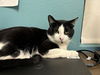 adoptable Cat in , NV named POPS