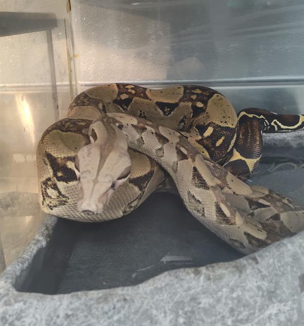 adoptable Snake in Las Vegas, NV named *ANAKIN