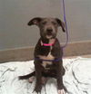 adoptable Dog in , NV named *VIVIENNE