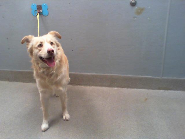 adoptable Dog in Las Vegas, NV named AQUAS