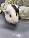 adoptable Guinea Pig in  named COCO