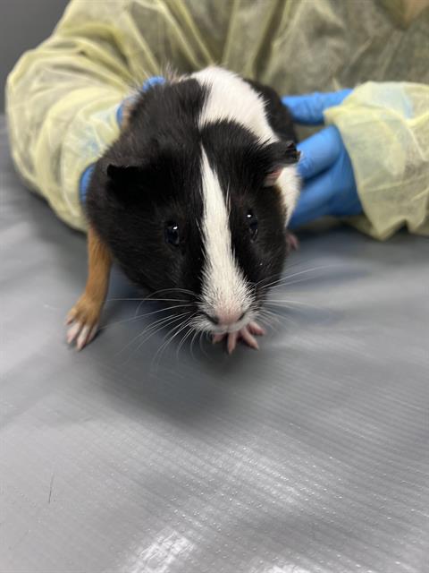 adoptable Guinea Pig in Las Vegas, NV named CALICO