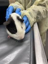 adoptable Guinea Pig in , NV named PATCH