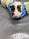 adoptable Guinea Pig in Las Vegas, NV named COWLICK