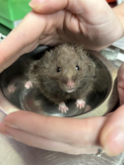 adoptable Hamster in Las Vegas, NV named *TINY TOT