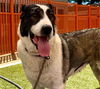 adoptable Dog in , NV named *CLAUDELLE