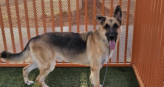 adoptable Dog in Las Vegas, NV named BRUNO