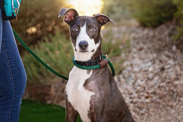 adoptable Dog in Las Vegas, NV named AYY-JAY