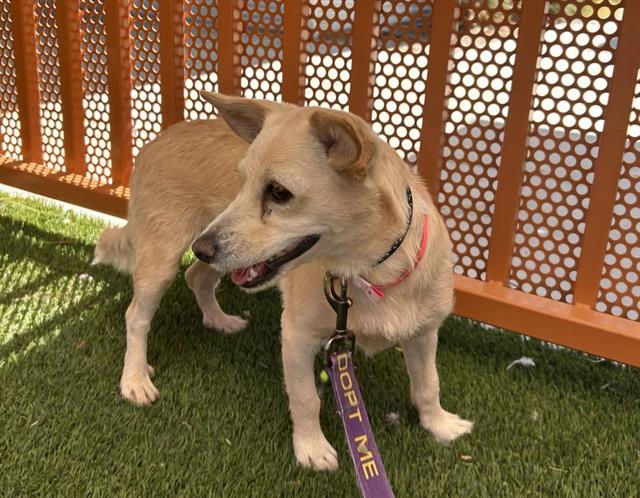 adoptable Dog in Las Vegas, NV named *PICKLE