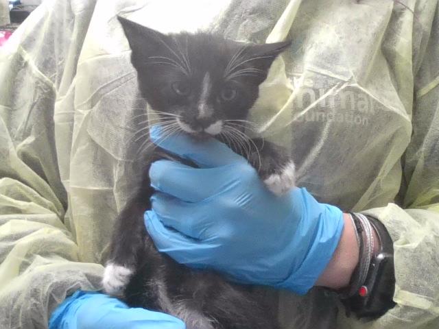 adoptable Cat in Las Vegas, NV named *PURPLE