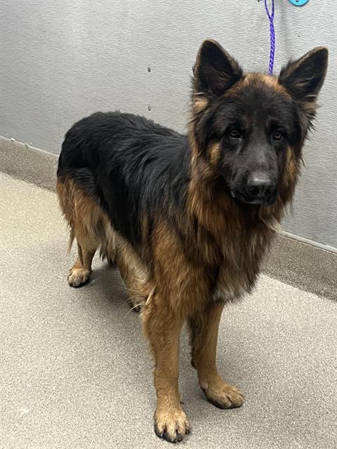 adoptable Dog in Las Vegas, NV named KING