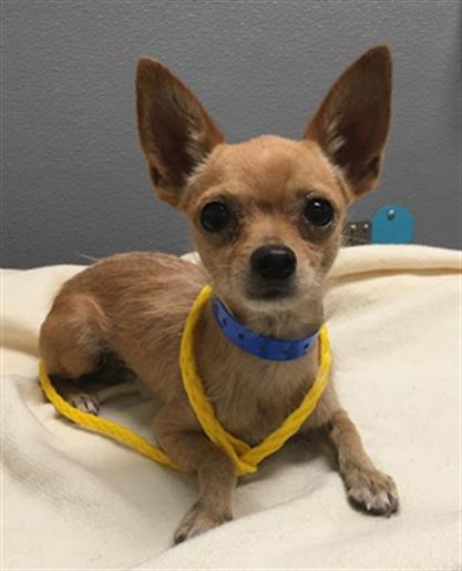 adoptable Dog in Las Vegas, NV named SOLISCITO