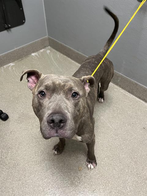 adoptable Dog in Las Vegas, NV named PERRITO