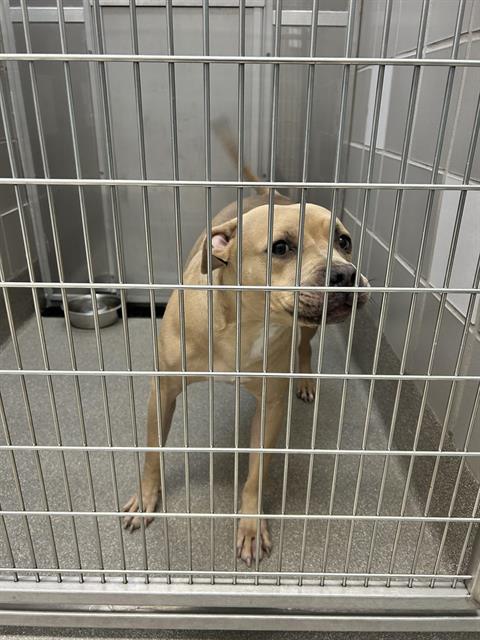 adoptable Dog in Las Vegas, NV named NANI