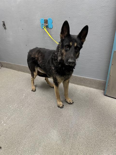 adoptable Dog in Las Vegas, NV named *CODY