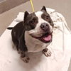 adoptable Dog in  named *SUGAR BEAR