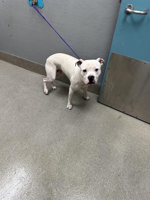 adoptable Dog in Las Vegas, NV named *KNOX