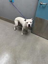 adoptable Dog in  named *KNOX