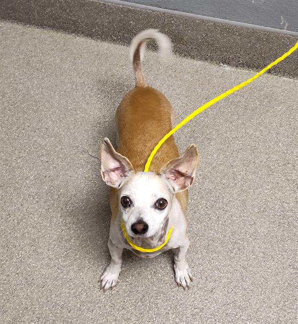 adoptable Dog in Las Vegas, NV named PETEY