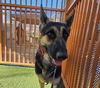 adoptable Dog in , NV named *SARA