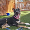 adoptable Dog in , NV named ATHENA