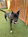 adoptable Dog in , NV named *LINUS