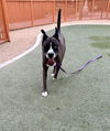 adoptable Dog in , NV named DOMINO